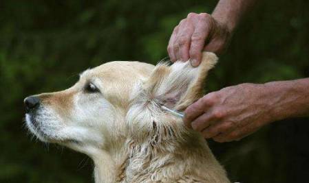狗的听觉感应力可达12万赫兹
