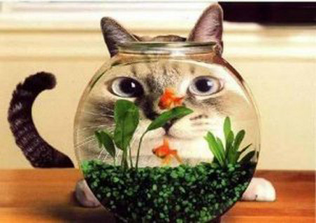 意大利蒙扎禁止在玻璃鱼缸中养鱼