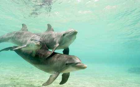 母海豚会通过吸水排水两个方式来自慰