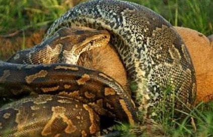 蛇的寿命有多长？