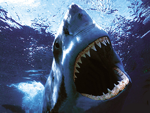 鲨鱼的一生需更换上万颗牙齿