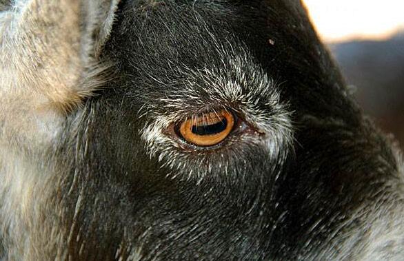 山羊瞳孔的形状是方形的