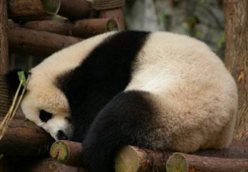 熊猫一天可以排便高达40次