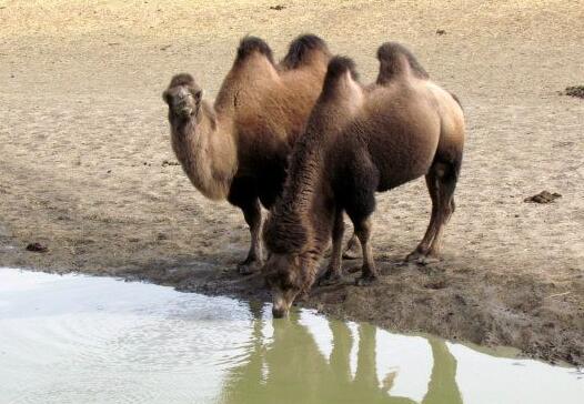 骆驼的喝水速度很快