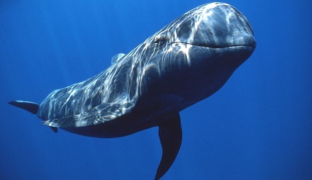 母鲸鱼哺乳期内每天产奶430升