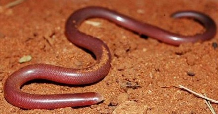 世界上最小的蛇叫盲蛇
