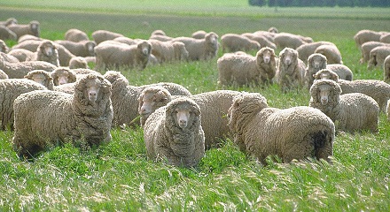 澳洲的羊群和人群的比例近乎6：1