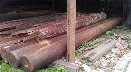 铁力木：世界上最重的木头