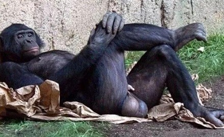 黑猩猩是种蛋大如斗的动物