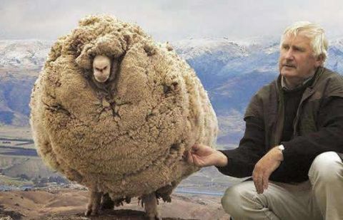 新西兰绵羊不想被剪毛躲进深山6年