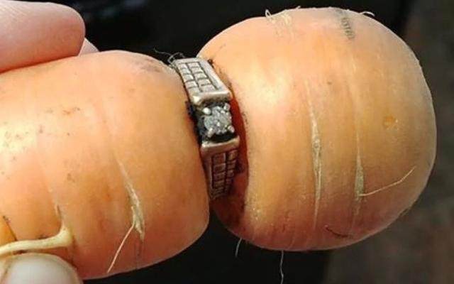 丢失13年的戒指被胡萝卜找回？