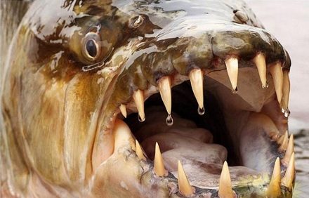 世界上最凶猛的鱼是什么鱼？