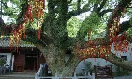 世界上最孤独的树在中国