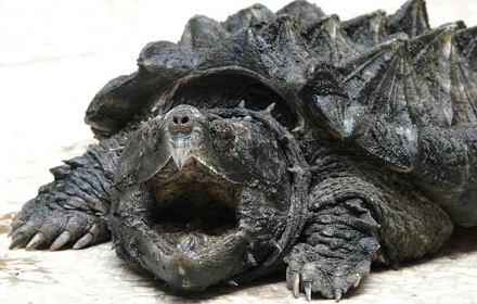世界上最凶的乌龟是什么龟？