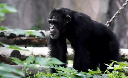 人类的毛发数量与黑猩猩差不多？