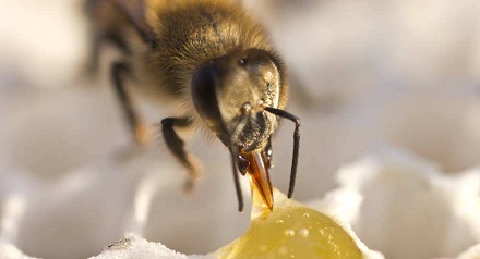 蜜蜂是怎样酿蜂蜜的？