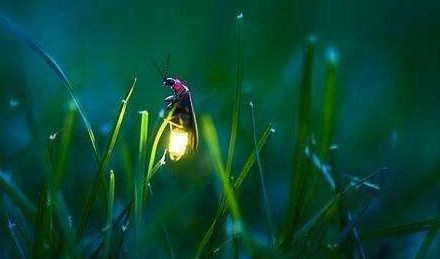 为甚么萤火虫会发光？