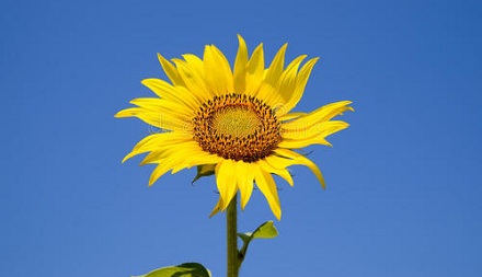 为什么向日葵总是朝着太阳开花？