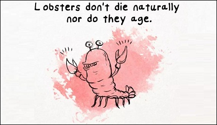 龙虾不会因为自身衰老而死亡