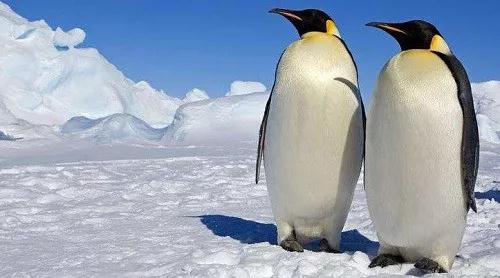 北极为什么没有企鹅？