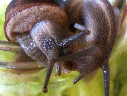 蜗牛是一种雌雄同体的动物