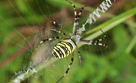 蜘蛛是如何织网的？