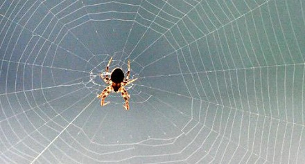 蜘蛛是如何织网的？
