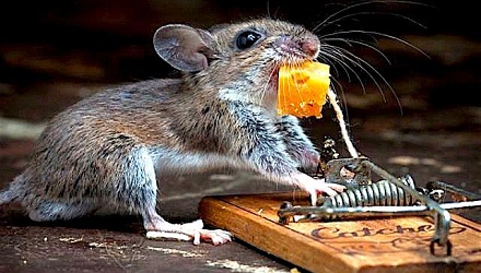 你知道这么奇葩的「老鼠」法规吗？