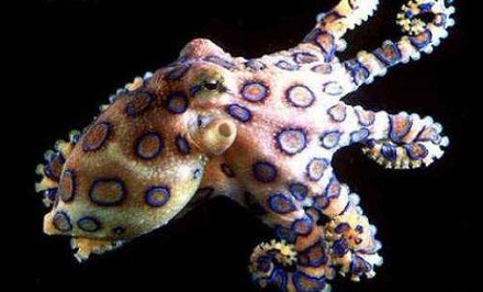 世界上最毒的章鱼是什么？
