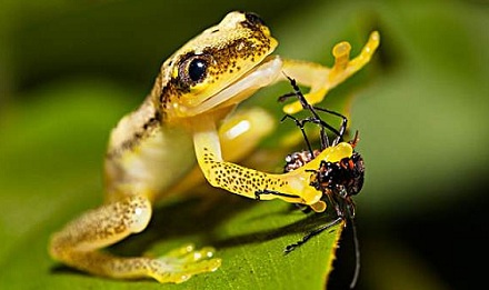 为什么青蛙只吃活的虫子？