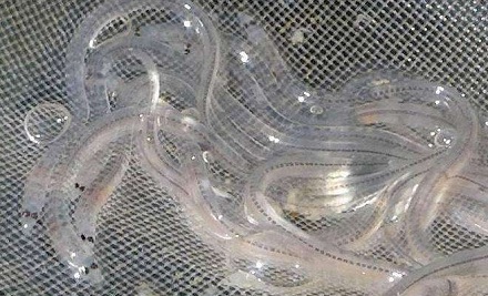鳗鱼苗为什么被称为软黄金？