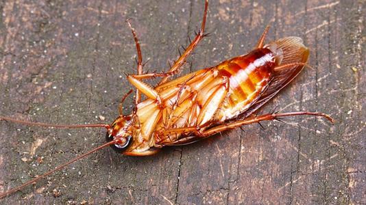 蟑螂死了为什么多是背部着地？