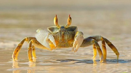 为什么螃蟹横着走？