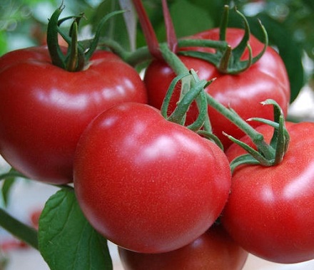 为什么西红柿是蔬菜而不是水果？