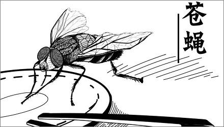 苍蝇为何自己不会被病菌感染？