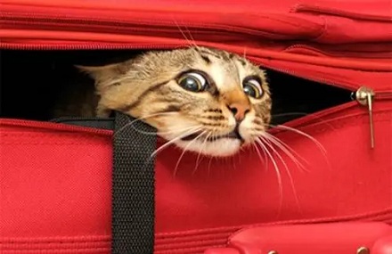 宠物猫可以跟乘客一块坐飞机吗？
