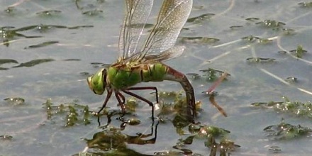 蜻蜓点水的目的是什么？