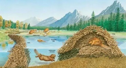 为什么河狸会建造水坝？