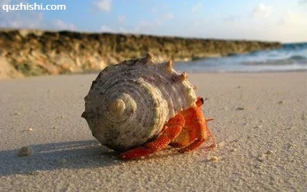 寄居蟹为何总能找到身体大小的壳？