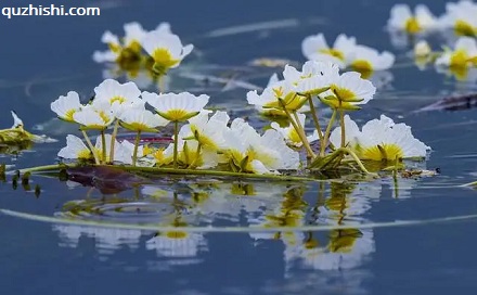 「水性杨花」真的是一种花！