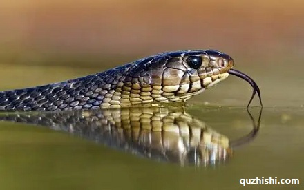 为什么蛇的舌头会分叉？