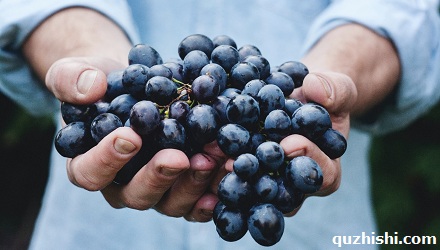 吃葡萄可抵消高脂肪饮食的危害？